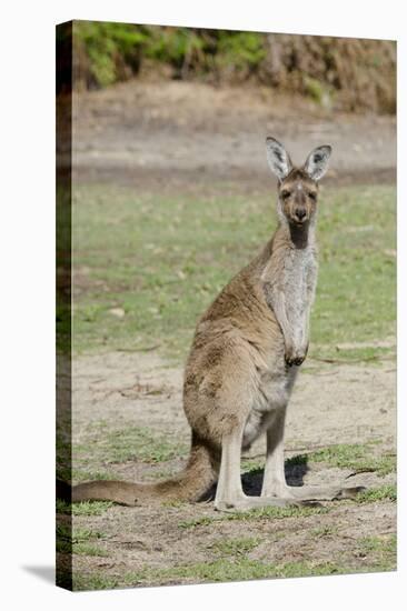 Australia, Perth, Yanchep National Park. Western Gray Kangaroo-Cindy Miller Hopkins-Stretched Canvas