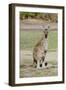 Australia, Perth, Yanchep National Park. Western Gray Kangaroo-Cindy Miller Hopkins-Framed Photographic Print