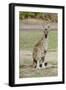 Australia, Perth, Yanchep National Park. Western Gray Kangaroo-Cindy Miller Hopkins-Framed Photographic Print