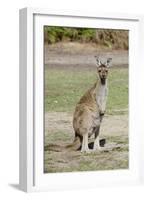 Australia, Perth, Yanchep National Park. Western Gray Kangaroo-Cindy Miller Hopkins-Framed Photographic Print