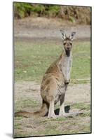 Australia, Perth, Yanchep National Park. Western Gray Kangaroo-Cindy Miller Hopkins-Mounted Photographic Print