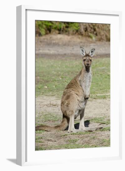 Australia, Perth, Yanchep National Park. Western Gray Kangaroo-Cindy Miller Hopkins-Framed Photographic Print