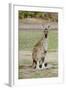 Australia, Perth, Yanchep National Park. Western Gray Kangaroo-Cindy Miller Hopkins-Framed Photographic Print