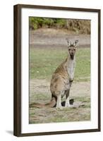 Australia, Perth, Yanchep National Park. Western Gray Kangaroo-Cindy Miller Hopkins-Framed Photographic Print