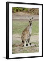 Australia, Perth, Yanchep National Park. Western Gray Kangaroo-Cindy Miller Hopkins-Framed Photographic Print