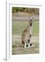 Australia, Perth, Yanchep National Park. Western Gray Kangaroo-Cindy Miller Hopkins-Framed Photographic Print