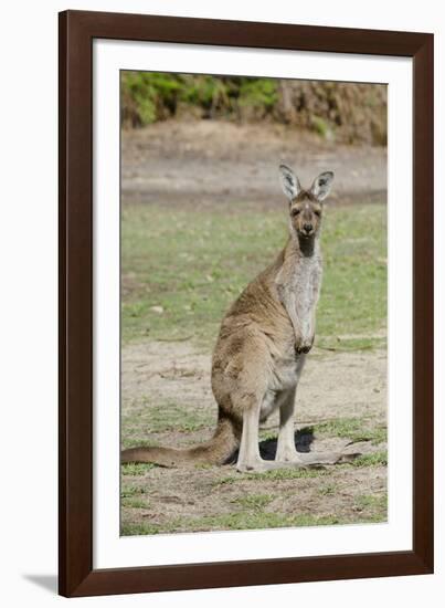 Australia, Perth, Yanchep National Park. Western Gray Kangaroo-Cindy Miller Hopkins-Framed Photographic Print