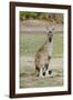 Australia, Perth, Yanchep National Park. Western Gray Kangaroo-Cindy Miller Hopkins-Framed Photographic Print