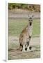 Australia, Perth, Yanchep National Park. Western Gray Kangaroo-Cindy Miller Hopkins-Framed Photographic Print