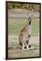 Australia, Perth, Yanchep National Park. Western Gray Kangaroo-Cindy Miller Hopkins-Framed Photographic Print