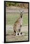 Australia, Perth, Yanchep National Park. Western Gray Kangaroo-Cindy Miller Hopkins-Framed Photographic Print