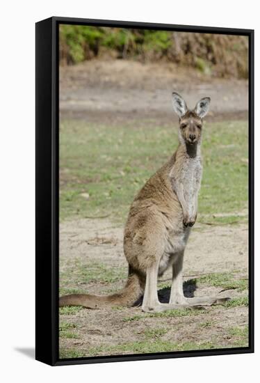 Australia, Perth, Yanchep National Park. Western Gray Kangaroo-Cindy Miller Hopkins-Framed Stretched Canvas