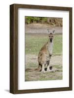 Australia, Perth, Yanchep National Park. Western Gray Kangaroo-Cindy Miller Hopkins-Framed Photographic Print