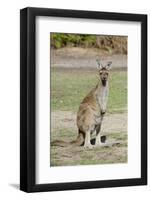 Australia, Perth, Yanchep National Park. Western Gray Kangaroo-Cindy Miller Hopkins-Framed Photographic Print