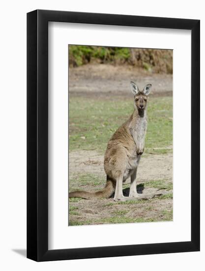 Australia, Perth, Yanchep National Park. Western Gray Kangaroo-Cindy Miller Hopkins-Framed Photographic Print