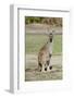 Australia, Perth, Yanchep National Park. Western Gray Kangaroo-Cindy Miller Hopkins-Framed Photographic Print