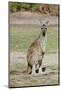 Australia, Perth, Yanchep National Park. Western Gray Kangaroo-Cindy Miller Hopkins-Mounted Photographic Print