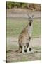 Australia, Perth, Yanchep National Park. Western Gray Kangaroo-Cindy Miller Hopkins-Stretched Canvas