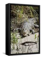 Australia, Queensland, Daintree. Dsaltwater Crocodile-Cindy Miller Hopkins-Framed Stretched Canvas