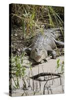 Australia, Queensland, Daintree. Dsaltwater Crocodile-Cindy Miller Hopkins-Stretched Canvas