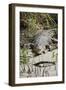 Australia, Queensland, Daintree. Dsaltwater Crocodile-Cindy Miller Hopkins-Framed Photographic Print