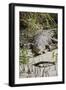 Australia, Queensland, Daintree. Dsaltwater Crocodile-Cindy Miller Hopkins-Framed Photographic Print