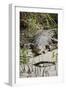 Australia, Queensland, Daintree. Dsaltwater Crocodile-Cindy Miller Hopkins-Framed Photographic Print