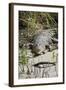 Australia, Queensland, Daintree. Dsaltwater Crocodile-Cindy Miller Hopkins-Framed Photographic Print