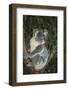 Australia, Queensland. Koala bear in tree.-Jaynes Gallery-Framed Photographic Print