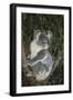 Australia, Queensland. Koala bear in tree.-Jaynes Gallery-Framed Photographic Print