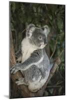 Australia, Queensland. Koala bear in tree.-Jaynes Gallery-Mounted Photographic Print