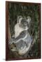 Australia, Queensland. Koala bear in tree.-Jaynes Gallery-Framed Photographic Print