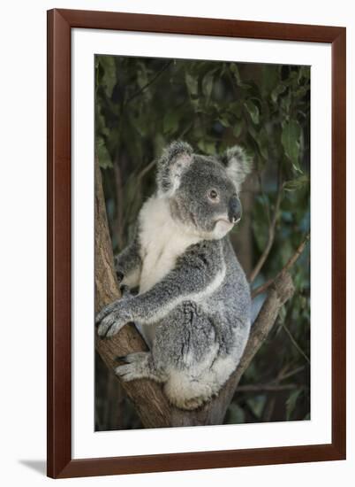 Australia, Queensland. Koala bear in tree.-Jaynes Gallery-Framed Photographic Print