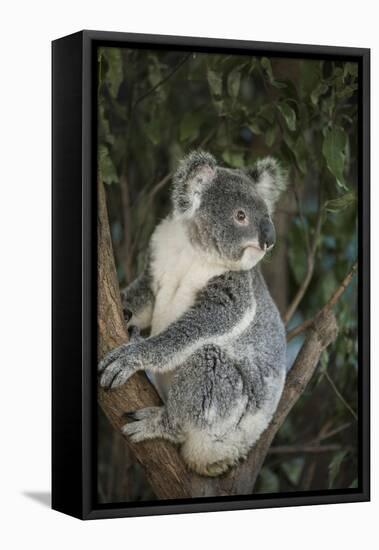 Australia, Queensland. Koala bear in tree.-Jaynes Gallery-Framed Stretched Canvas