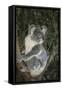 Australia, Queensland. Koala bear in tree.-Jaynes Gallery-Framed Stretched Canvas