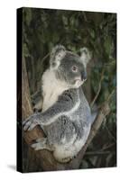 Australia, Queensland. Koala bear in tree.-Jaynes Gallery-Stretched Canvas