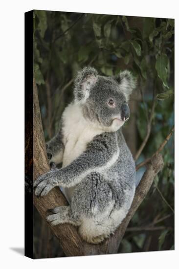 Australia, Queensland. Koala bear in tree.-Jaynes Gallery-Stretched Canvas