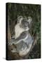 Australia, Queensland. Koala bear in tree.-Jaynes Gallery-Stretched Canvas