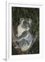 Australia, Queensland. Koala bear in tree.-Jaynes Gallery-Framed Premium Photographic Print
