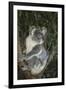 Australia, Queensland. Koala bear in tree.-Jaynes Gallery-Framed Premium Photographic Print