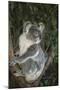 Australia, Queensland. Koala bear in tree.-Jaynes Gallery-Mounted Premium Photographic Print
