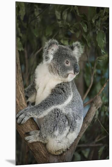 Australia, Queensland. Koala bear in tree.-Jaynes Gallery-Mounted Premium Photographic Print