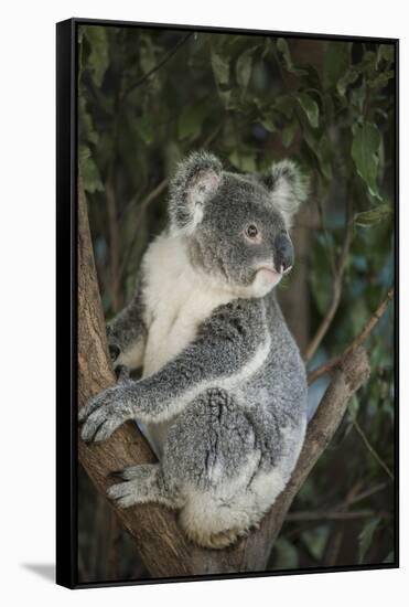 Australia, Queensland. Koala bear in tree.-Jaynes Gallery-Framed Stretched Canvas