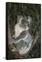 Australia, Queensland. Koala bear in tree.-Jaynes Gallery-Framed Stretched Canvas