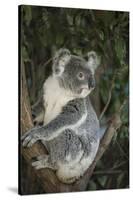 Australia, Queensland. Koala bear in tree.-Jaynes Gallery-Stretched Canvas