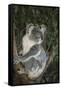 Australia, Queensland. Koala bear in tree.-Jaynes Gallery-Framed Stretched Canvas