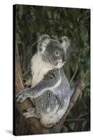 Australia, Queensland. Koala bear in tree.-Jaynes Gallery-Stretched Canvas