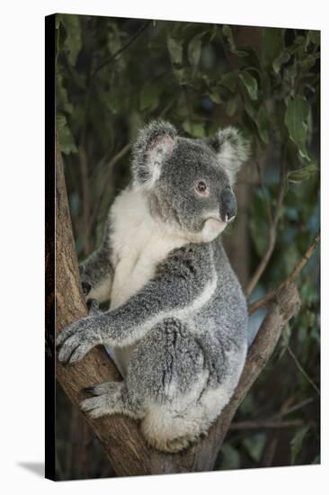 Australia, Queensland. Koala bear in tree.-Jaynes Gallery-Stretched Canvas