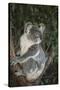 Australia, Queensland. Koala bear in tree.-Jaynes Gallery-Stretched Canvas