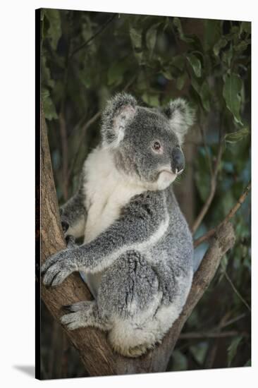 Australia, Queensland. Koala bear in tree.-Jaynes Gallery-Stretched Canvas